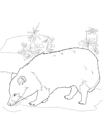 Japanese Raccoon Dog Coloring Page